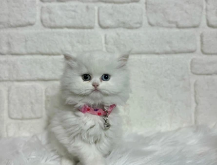 British Longhair Masalsı Güzellik 2 Aylık