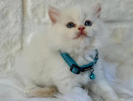 British Longhair Beyaz Mavi Gözlü Erkek Yavrumuz