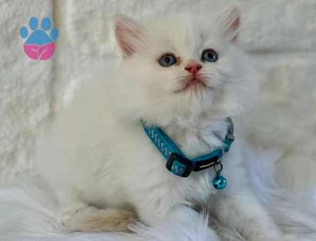 British Longhair Beyaz Mavi Gözlü Erkek Yavrumuz