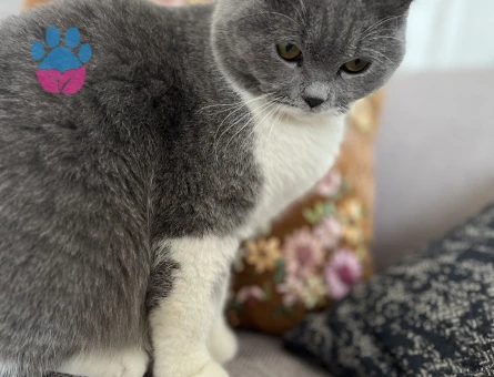 Fıstığım acil yuva arıyor:( - 8096 - Görsel 3