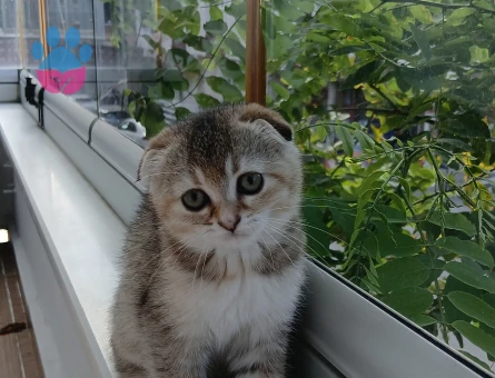 Scottish Fold 3 Aylık Yuva Arıyor - 8100 - Görsel 2