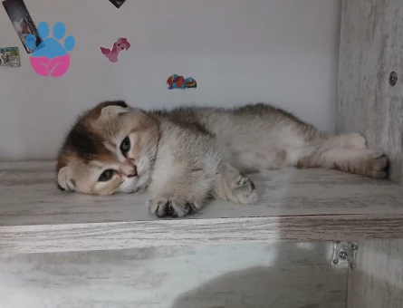 Scottish Fold 3 Aylık Yuva Arıyor - 8100 - Görsel 3