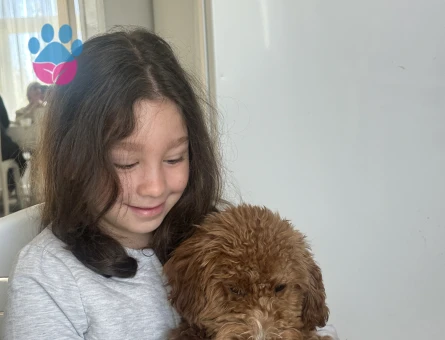 4 aylık minyatür poodle - 8101 - Görsel 3