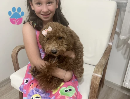4 aylık minyatür poodle - 8101