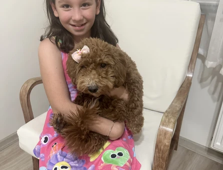 4 aylık minyatür poodle - 8101