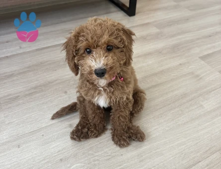 4 aylık minyatür poodle - 8101 - Görsel 4