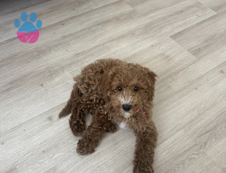 4 aylık minyatür poodle - 8101 - Görsel 5