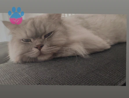 Scottish Fold Ücretsiz sahiplendirme - 8108 - Görsel 2
