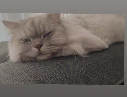Scottish Fold Ücretsiz sahiplendirme - 8108