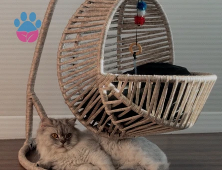 Scottish Fold Ücretsiz sahiplendirme - 8108 - Görsel 3