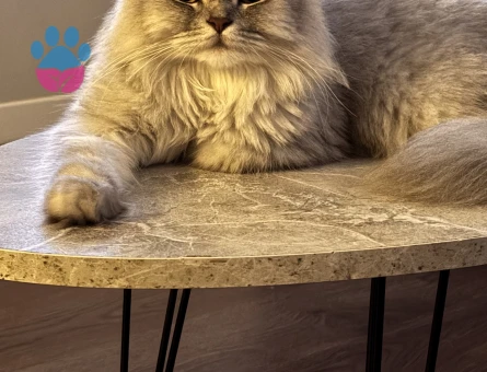 Scottish Fold Ücretsiz sahiplendirme - 8108 - Görsel 4