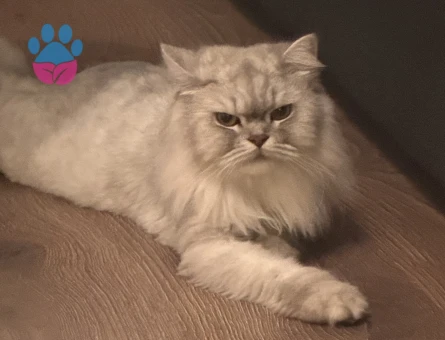 Scottish Fold Ücretsiz sahiplendirme - 8108 - Görsel 5