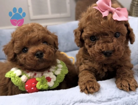 Red Brown Toy Poodle Yavrular - 8109