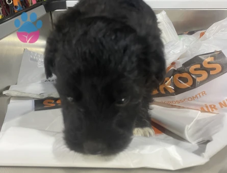 Cocker spaniel - 8112 - Görsel 3