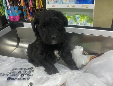 Cocker spaniel - 8112 - Görsel 5