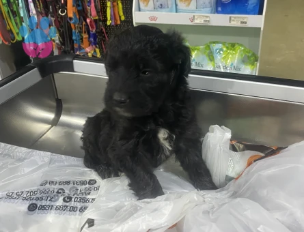 Cocker spaniel - 8112 - Görsel 4