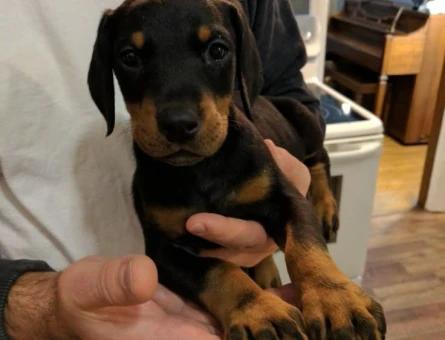 ÜST KALİTE DOBERMAN YAVRULARIMIZ - 8115