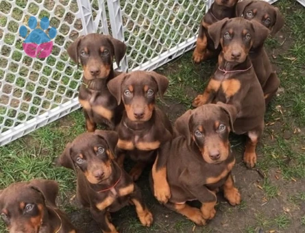 ÜST KALİTE DOBERMAN YAVRULARIMIZ - 8115 - Görsel 3