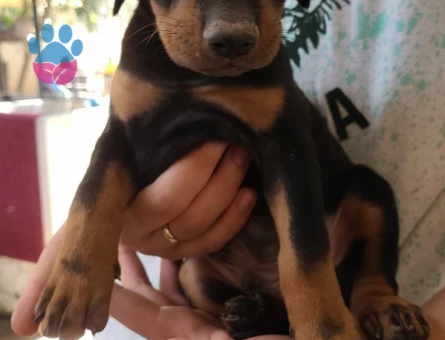 ÜST KALİTE DOBERMAN YAVRULARIMIZ - 8115 - Görsel 5