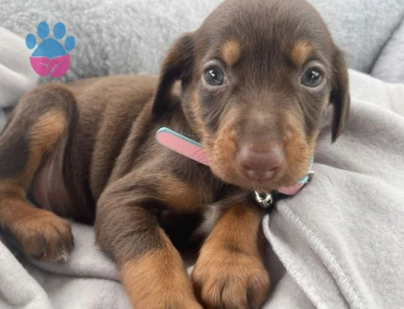 ÜST KALİTE DOBERMAN YAVRULARIMIZ - 8115 - Görsel 4