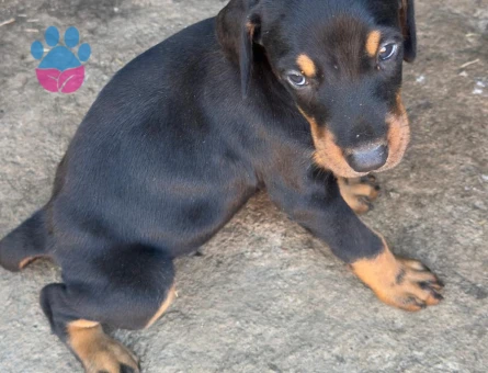 SAFKAN DOBERMAN - 8119 - Görsel 3