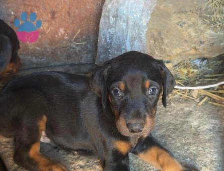 SAFKAN DOBERMAN - 8119