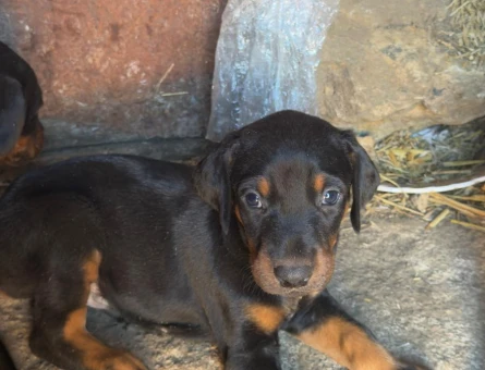 SAFKAN DOBERMAN - 8119