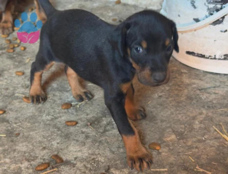 SAFKAN DOBERMAN - 8119 - Görsel 4