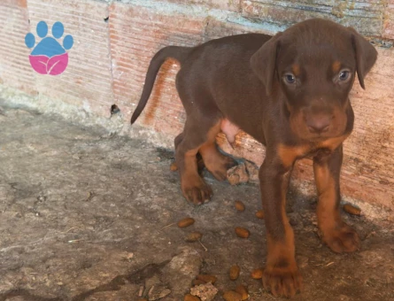SAFKAN DOBERMAN - 8119 - Görsel 5