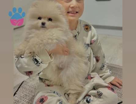 9 aylık dişi pomeranian - 8121