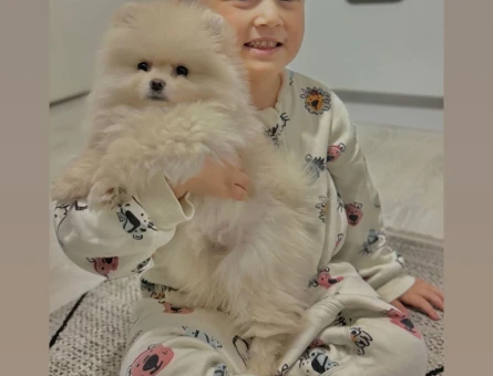 9 aylık dişi pomeranian - 8121
