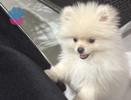 9 aylık dişi pomeranian - 8121 - Görsel 4