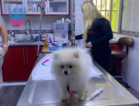 9 aylık dişi pomeranian - 8121 - Görsel 3