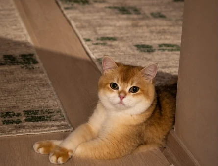 British Shorthair Kedi sahiplendirme - 8122