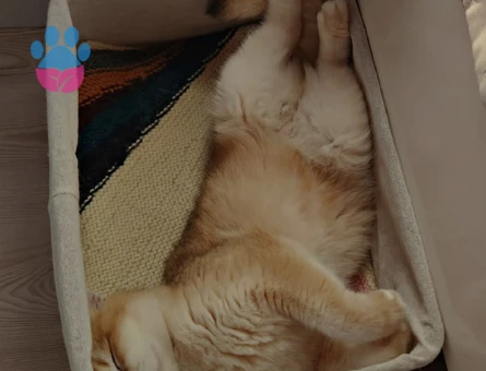 British Shorthair Kedi sahiplendirme - 8122 - Görsel 3