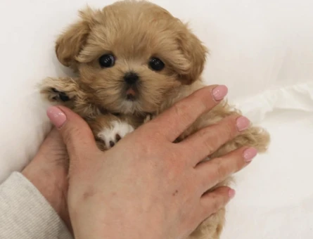 ORIGINAL KORE TEACUP MALTIPOO YAVRULARIMIZ - 8124