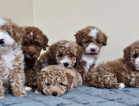 AZ BULUNAN TEACUP MALTIPOO YAVRULARIMIZ - 8125