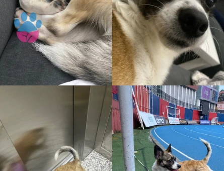 Şehir değişikliği sebebiyle köpeğimi sahiplendiriyorum - 8127