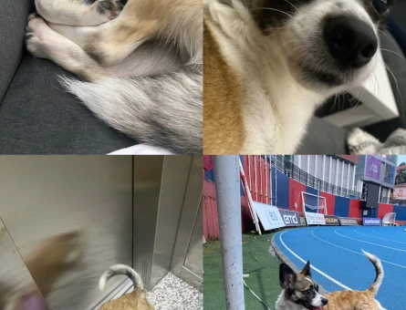 Şehir değişikliği sebebiyle köpeğimi sahiplendiriyorum - 8127