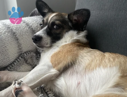 Şehir değişikliği sebebiyle köpeğimi sahiplendiriyorum - 8127 - Görsel 3