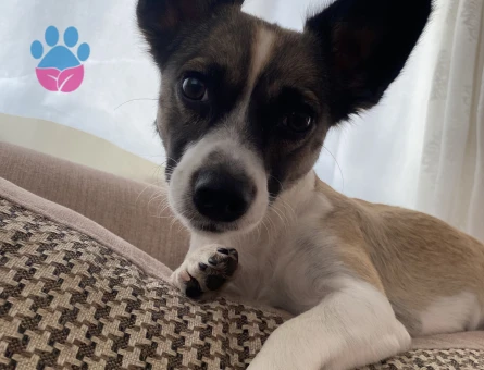 Şehir değişikliği sebebiyle köpeğimi sahiplendiriyorum - 8127 - Görsel 5