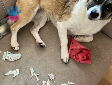 Şehir değişikliği sebebiyle köpeğimi sahiplendiriyorum - 8127 - Görsel 4