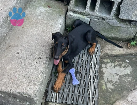 3,5 yaşına yavru Doberman - 8133