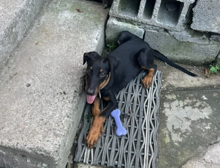 3,5 yaşına yavru Doberman - 8133