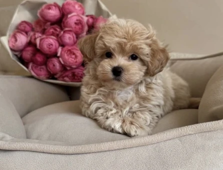 EN İYİ KORE TEACUP MALTIPOO YAVRULAR - 8141