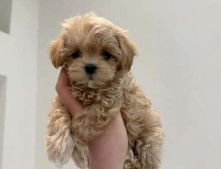ENERJİ DEPOSU LOKUM MALTIPOO BEBEKLERİM - 8142
