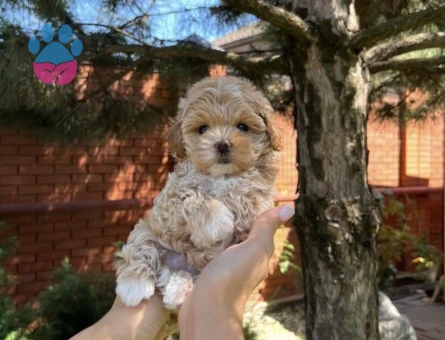 ENERJİ DEPOSU LOKUM MALTIPOO BEBEKLERİM - 8142 - Görsel 3