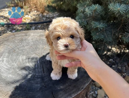 ENERJİ DEPOSU LOKUM MALTIPOO BEBEKLERİM - 8142 - Görsel 5