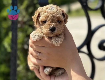 ENERJİ DEPOSU LOKUM MALTIPOO BEBEKLERİM - 8142 - Görsel 4
