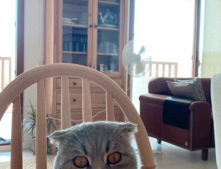 Scootish Kedimize Eş arıyoruz